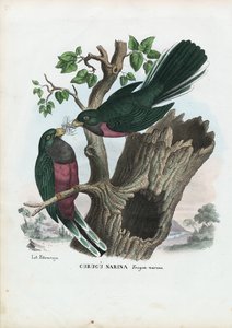 Trogon narina, 1863-79 - Raimundo Petraroja